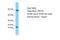 Proline Rich 15 Like antibody, PA5-46599, Invitrogen Antibodies, Western Blot image 