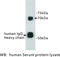 Protein S antibody, MBS355090, MyBioSource, Western Blot image 