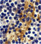 CD209 Molecule antibody, 18710, QED Bioscience, Immunohistochemistry paraffin image 