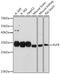 Kruppel Like Factor 9 antibody, GTX33288, GeneTex, Western Blot image 