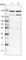 CDC42 Binding Protein Kinase Beta antibody, HPA022821, Atlas Antibodies, Western Blot image 