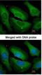 Protein Phosphatase 1 Catalytic Subunit Gamma antibody, NBP1-32858, Novus Biologicals, Immunofluorescence image 