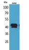 Bone Morphogenetic Protein 8a antibody, A11711, Boster Biological Technology, Western Blot image 