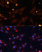 ADAM Metallopeptidase With Thrombospondin Type 1 Motif 4 antibody, 18-689, ProSci, Immunofluorescence image 