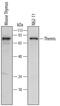 Thymocyte Selection Associated antibody, AF6816, R&D Systems, Western Blot image 