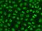 Flap endonuclease 1 antibody, GTX32600, GeneTex, Immunofluorescence image 