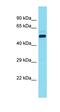 Cilia And Flagella Associated Protein 73 antibody, orb326921, Biorbyt, Western Blot image 