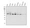 Vacuolar Protein Sorting 4 Homolog B antibody, A03403-1, Boster Biological Technology, Western Blot image 