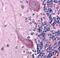 Plexin Domain Containing 1 antibody, MA1-91725, Invitrogen Antibodies, Immunohistochemistry frozen image 