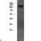 O-Linked N-Acetylglucosamine (GlcNAc) Transferase antibody, LS-C814185, Lifespan Biosciences, Western Blot image 