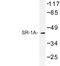 5-Hydroxytryptamine Receptor 1A antibody, LS-C176848, Lifespan Biosciences, Western Blot image 