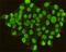 Caudal Type Homeobox 2 antibody, GTX49162, GeneTex, Immunofluorescence image 