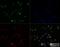 Major Histocompatibility Complex, Class II, DM Alpha antibody, NBP2-44304, Novus Biologicals, Immunofluorescence image 