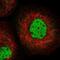 Scm Like With Four Mbt Domains 1 antibody, NBP2-48652, Novus Biologicals, Immunofluorescence image 