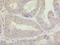 Calmegin antibody, LS-C396229, Lifespan Biosciences, Immunohistochemistry frozen image 