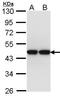 Actin Like 8 antibody, GTX106696, GeneTex, Western Blot image 