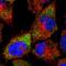 Rubicon Like Autophagy Enhancer antibody, HPA026614, Atlas Antibodies, Immunofluorescence image 