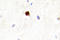 Enhancer Of Zeste 1 Polycomb Repressive Complex 2 Subunit antibody, LS-C176828, Lifespan Biosciences, Immunohistochemistry frozen image 