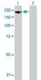 Ribosomal RNA Processing 12 Homolog antibody, H00023223-B01P, Novus Biologicals, Western Blot image 