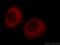 Tetratricopeptide Repeat Domain 37 antibody, 24594-1-AP, Proteintech Group, Immunofluorescence image 