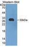 Secretogranin-1 antibody, abx131564, Abbexa, Western Blot image 