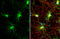 iNOS antibody, GTX636531, GeneTex, Immunofluorescence image 