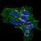 Complexin 2 antibody, AF5085, R&D Systems, Immunofluorescence image 