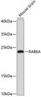 RAB6A, Member RAS Oncogene Family antibody, 14-255, ProSci, Western Blot image 