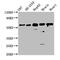 Copine 7 antibody, CSB-PA866203LA01HU, Cusabio, Western Blot image 