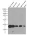 Coiled-Coil-Helix-Coiled-Coil-Helix Domain Containing 2 antibody, 66302-1-Ig, Proteintech Group, Western Blot image 