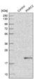 Proline Rich Nuclear Receptor Coactivator 2 antibody, NBP1-86384, Novus Biologicals, Western Blot image 