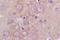 Gamma-Aminobutyric Acid Type A Receptor Alpha1 Subunit antibody, orb10677, Biorbyt, Immunohistochemistry paraffin image 