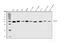 Holocytochrome C Synthase antibody, A00924-2, Boster Biological Technology, Western Blot image 