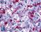 Prostaglandin F2-alpha receptor antibody, LS-A6625, Lifespan Biosciences, Immunohistochemistry frozen image 