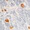 Cerebellin 2 Precursor antibody, MA5-24324, Invitrogen Antibodies, Immunohistochemistry frozen image 