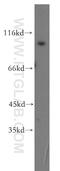 Glutamate Ionotropic Receptor Delta Type Subunit 1 antibody, 13040-1-AP, Proteintech Group, Western Blot image 