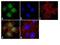 Forkhead Box O3 antibody, 720128, Invitrogen Antibodies, Immunofluorescence image 