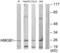 High Mobility Group Box 1 antibody, abx013370, Abbexa, Western Blot image 