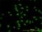 Cytidine Monophosphate N-Acetylneuraminic Acid Synthetase antibody, H00055907-M01, Novus Biologicals, Immunofluorescence image 