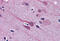 Gastrulation Brain Homeobox 2 antibody, MBS246906, MyBioSource, Immunohistochemistry frozen image 