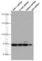 Transforming Growth Factor Beta Receptor 2 antibody, 66636-1-Ig, Proteintech Group, Western Blot image 