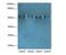 Tripartite Motif Containing 15 antibody, LS-C380098, Lifespan Biosciences, Western Blot image 