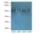 Tripartite motif-containing protein 15 antibody, LS-C380098, Lifespan Biosciences, Western Blot image 