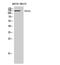 CD101 Molecule antibody, GTX34203, GeneTex, Western Blot image 