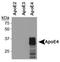 Apolipoprotein E antibody, NBP1-49529, Novus Biologicals, Western Blot image 