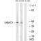 UBA Domain Containing 1 antibody, A12398, Boster Biological Technology, Western Blot image 