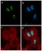 G Protein Nucleolar 3 antibody, 710188, Invitrogen Antibodies, Immunofluorescence image 