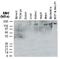 NLR Family Pyrin Domain Containing 1 antibody, NB100-56148, Novus Biologicals, Western Blot image 