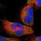 Clarin 3 antibody, NBP1-81119, Novus Biologicals, Immunofluorescence image 