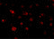 Junctophilin 3 antibody, 4931, ProSci, Immunofluorescence image 